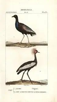 Grey-winged trumpeter, Psophia crepitans