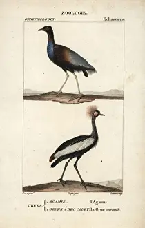 Vulnerable Prints: Grey-winged trumpeter, Psophia crepitans