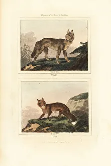 Grey wolf and red fox