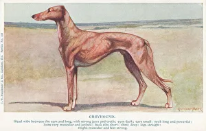 Greyhound