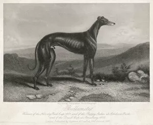 Breeds Collection: Greyhound Bedlamite