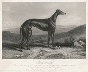 Make Collection: Greyhound Bedlamite