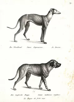 Canis Collection: Greyhound and bulldog