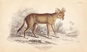 Alpinus Gallery: Greyhound dhole, Cuon alpinus. Threatened