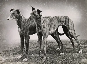 Two greyhound dogs standing on grass Date: 1950s
