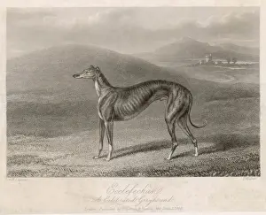 Displays Prints: GREYHOUND ECCLEFECHAN