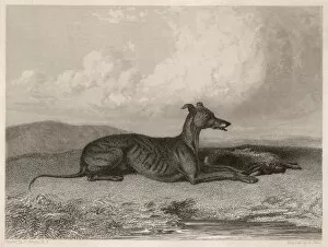 Compelled Gallery: Greyhound & Hare