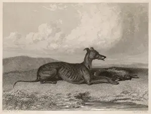 Descendants Prints: Greyhound & Hare