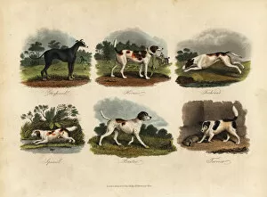 Buffon Collection: Greyhound, Harrier, Foxhound, Spaniel, Pointer, Terrier