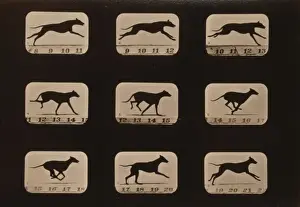 Greyhound, running