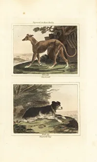 Sheep Dog Prints: Greyhound and sheepdog