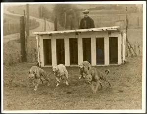 Estate Gallery: Greyhound Training