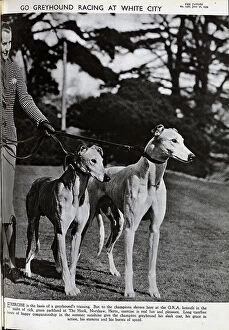 Leads Collection: Greyhounds