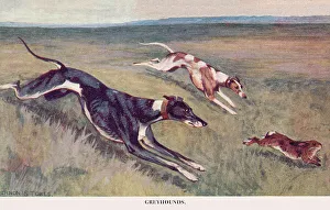 Greyhounds