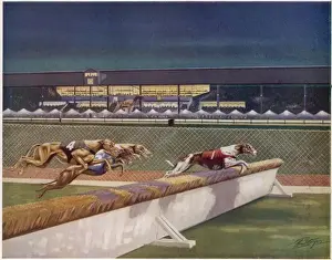 Greyhounds over hurdles