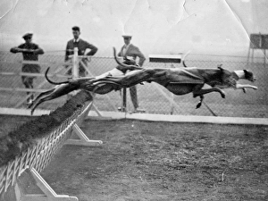 Images Dated 21st November 2011: Greyhounds racing
