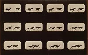 Running Prints: Greyhounds, running