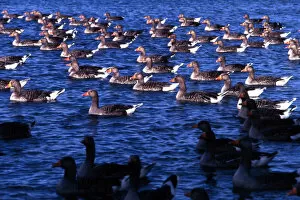 Greylag geese on a lake