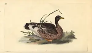 Greylag goose, Anser anser