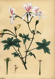 Grielum grandiflorum