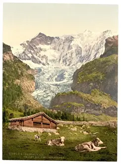 Grindelwald Prints: Grindelwald, chalet and Vischerhorn, Bernese Oberland, Switz