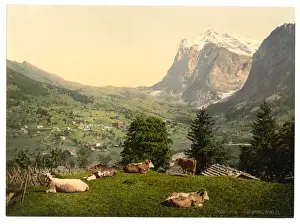 Grindelwald Prints: Grindelwald, cows in pasture, Bernese Oberland, Switzerland