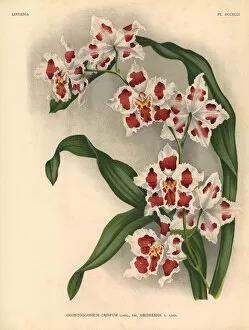 Iconography Gallery: Griselidis variety of Odontoglossum crispum orchid