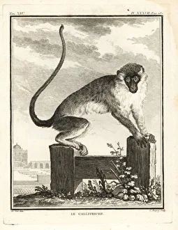 Leclerc Gallery: Grivet, Chlorocebus aethiops