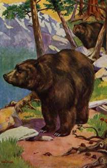 Grizzly bear Grizzly bear