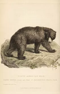 Grizzly bear, Ursus arctos. Endangered