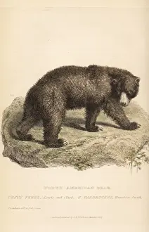 Landseer Prints: Grizzly bear, Ursus arctos. Endangered