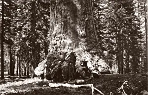 Histort Prints: Grizzly giant, giant sequoia tree, California, Galen Clark