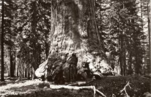 Grizzly giant, giant sequoia tree, California, Galen Clark