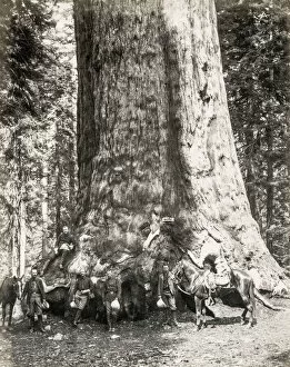 Birch Collection: The Grizzly giant, sequoia tree, Maarispos Grove, California