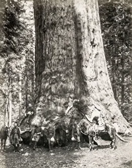 Foliage Gallery: The Grizzly giant, sequoia tree, Maarispos Grove, California