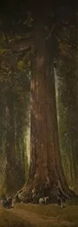 Grizzly Giant Tree, Mariposa Grove, Yosemite