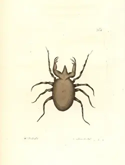 Gromphadorhina portentosa, hissing cockroach