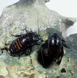 Hexapoda Collection: Gromphadorhina portentosa, hissing cockroach