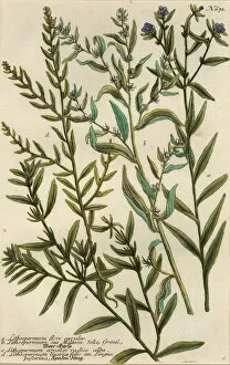 Ehret Collection: Gromwell varieties, Lithospermum species