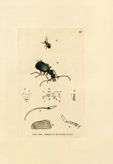 Subjects Gallery: Ground beetle, Drypta dentata