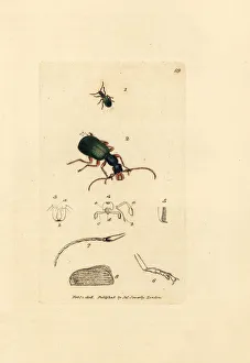 Subjects Gallery: Ground beetle, Drypta dentata