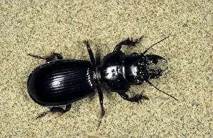 Deserts Prints: Ground Beetle - sand dunes of Central Karakum desert