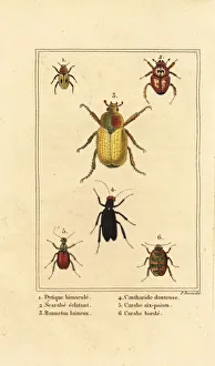 Images Dated 31st March 2020: Ground beetle, scarab and cockchafer