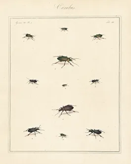 Ground beetles