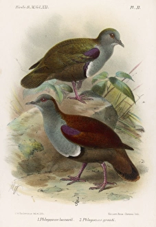 Birds Collection: Ground Doves / Birds