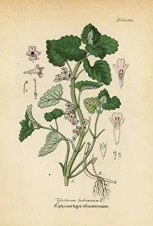 Glechoma Prints: Ground-ivy, Glechoma hederacea