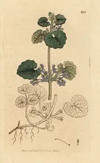 Ground ivy, Glechoma hederacea