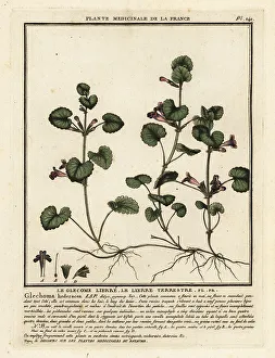 Colour Printing Prints: Ground ivy, Glechoma hederacea
