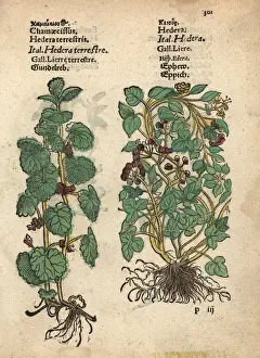 Adam Prints: Ground ivy, Glechoma hederacea, and ivy, Hedera helix
