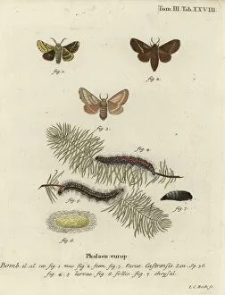 Phalaena Collection: Ground lackey moth, Malacosoma castrense